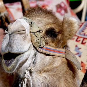 Tête de chameau - Turquie  - collection de photos clin d'oeil, catégorie animaux